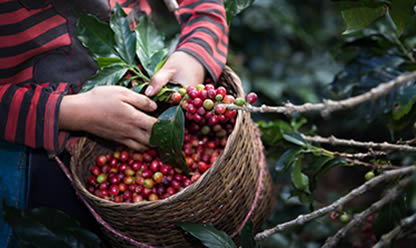 Viajes a BOGOTA CAFE Y FLORES 2025 en español | Agencia de Viajes Festival Viajes a BOGOTA CAFE Y FLORES 2025 en español | Agencia de Viajes Festival